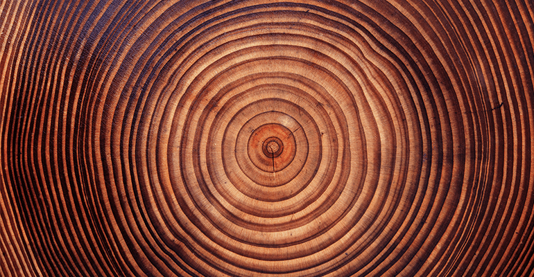 A close up of tree rings.