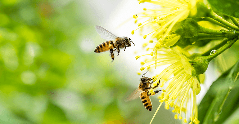 A close up of two bees getting pollen from a flower.