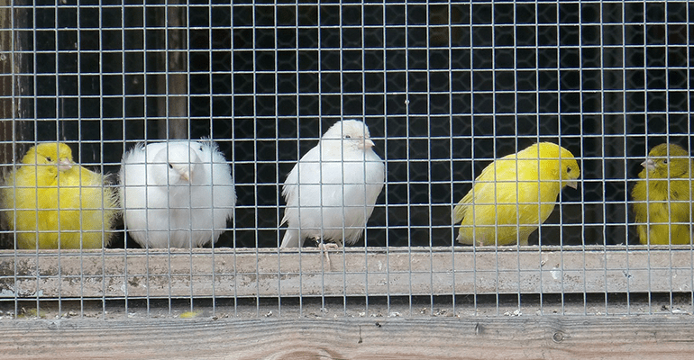 cage containing white and yellow birds - l