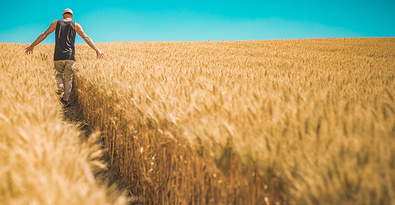 man walking through a barley field - l