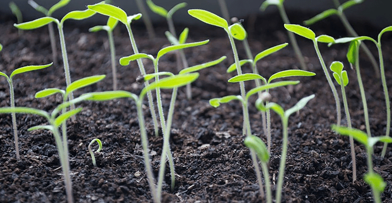 small green plant shoots growing out of the soil - l