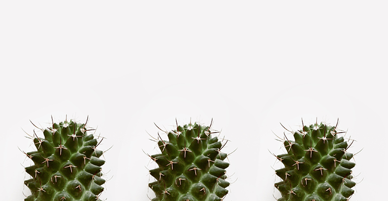 three small prickly cacti - l