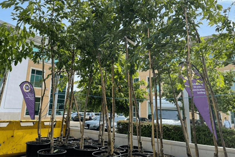 A van with multiple trees.