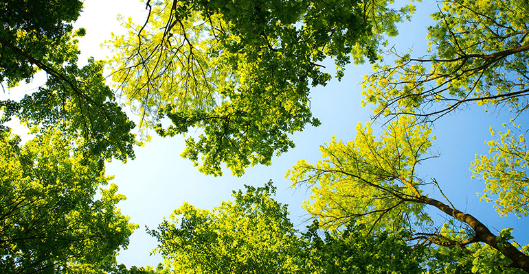 blue sky with trees coming in from each corner - l