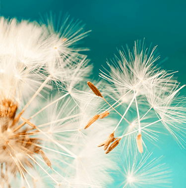 A close up of a dandelions seeds floating away from the flower.